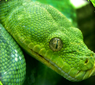 蟒蛇模拟器 1.1 安卓版