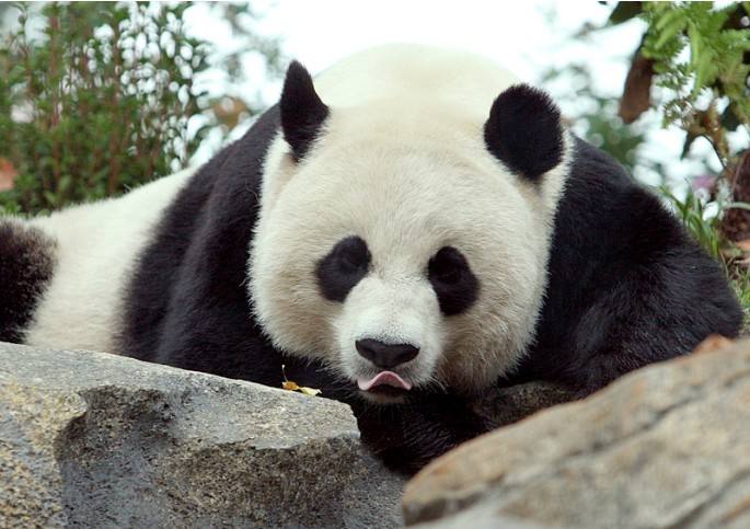 大熊猫认脸app