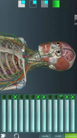 人体解剖学图谱 3.7.4 破解版